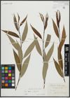Foto von Salix alba L. x Salix fragilis L.